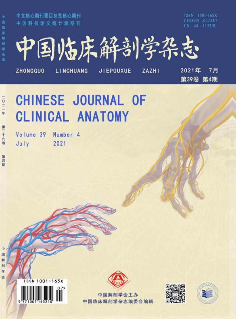 中国临床解剖学杂志封面